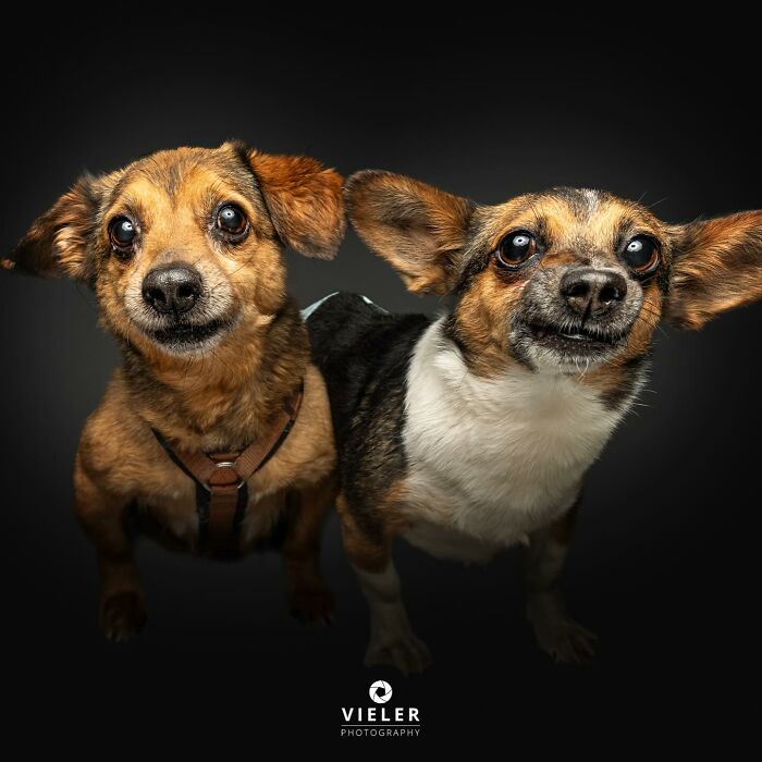 Two small dogs with disabilities, one wearing a harness, posing together against a dark background.