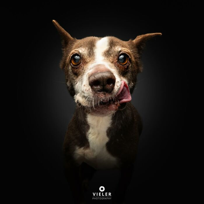 Close-up of a disabled dog with warm eyes and tongue out against a dark background, highlighting resilience and charm.
