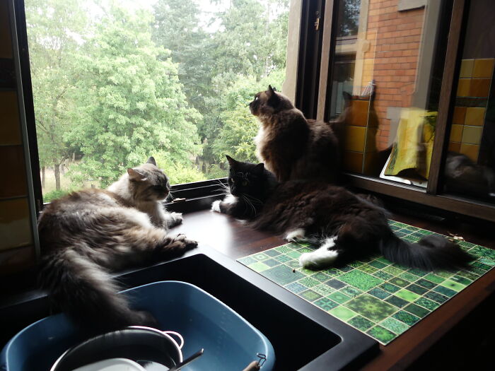 Nini (Ninotschka), Toffee And Fräulein Smilla