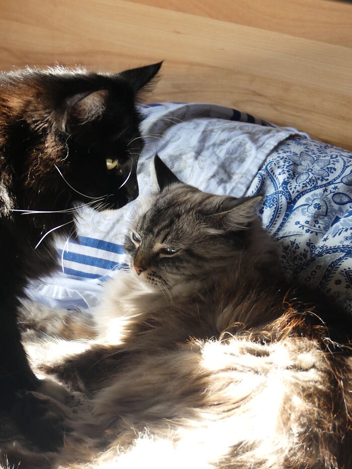 Nini (Ninotschka) And Fräulein Smilla