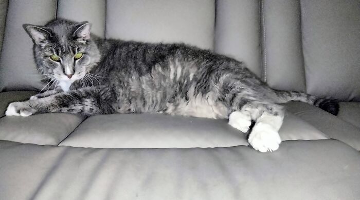 Whisky, 19 Yo Male, We Lost Him 9/28/25. The House Is Now Too Quiet