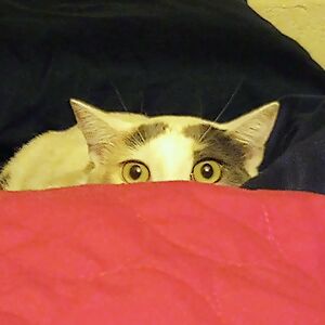 sharonll_2000 avatar