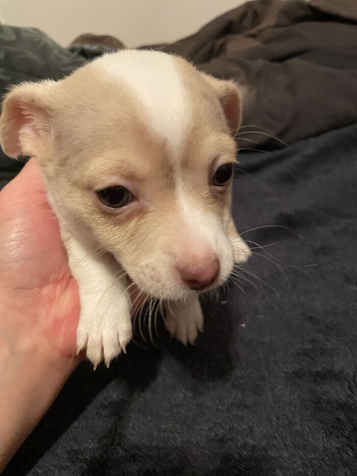 Life Of A Crazy Chihuahua Mama (35 Pics)