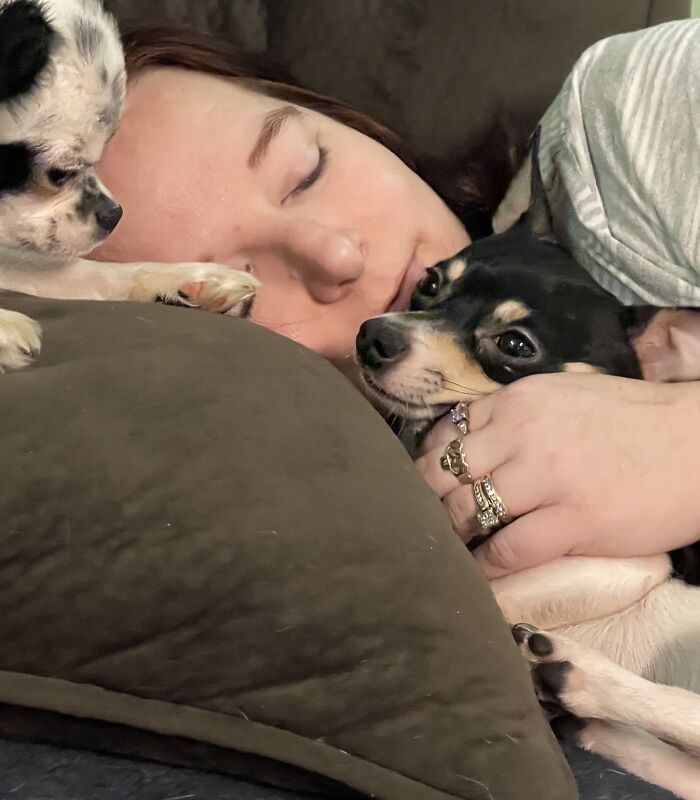 Life Of A Crazy Chihuahua Mama (35 Pics)