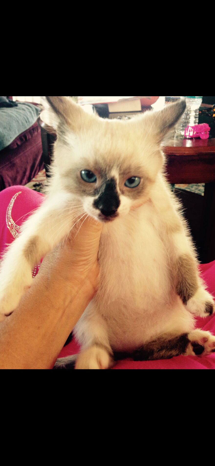 Cats Growing Before And After Cats Growing Before And After