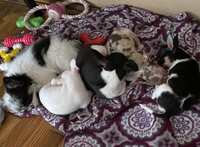 Life Of A Crazy Chihuahua Mama (35 Pics)