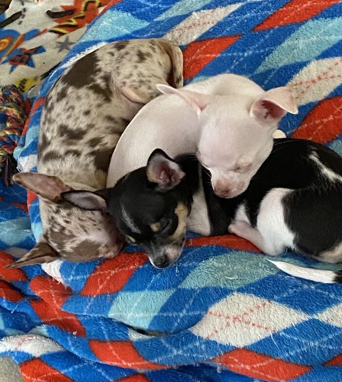 Life Of A Crazy Chihuahua Mama (35 Pics)