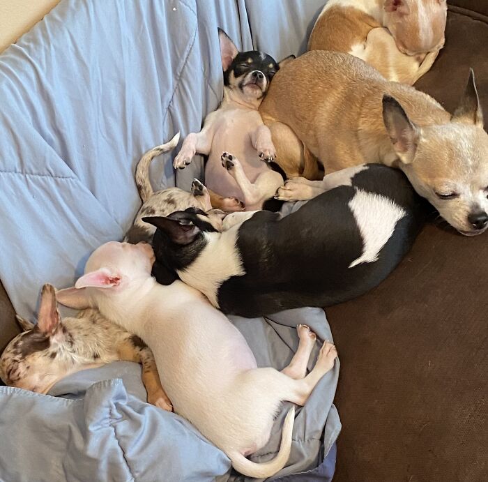 Life Of A Crazy Chihuahua Mama (35 Pics)