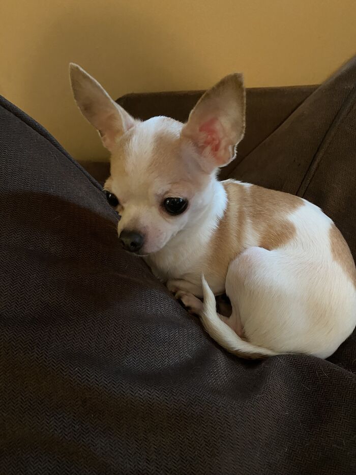 Life Of A Crazy Chihuahua Mama (35 Pics)