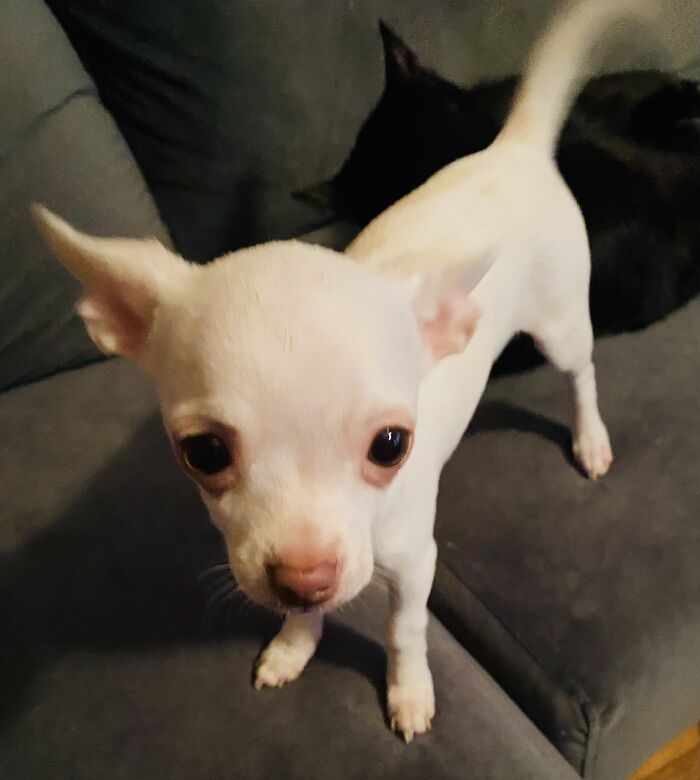 Life Of A Crazy Chihuahua Mama (35 Pics)