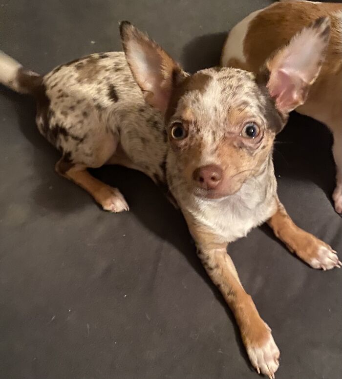 Life Of A Crazy Chihuahua Mama (35 Pics)