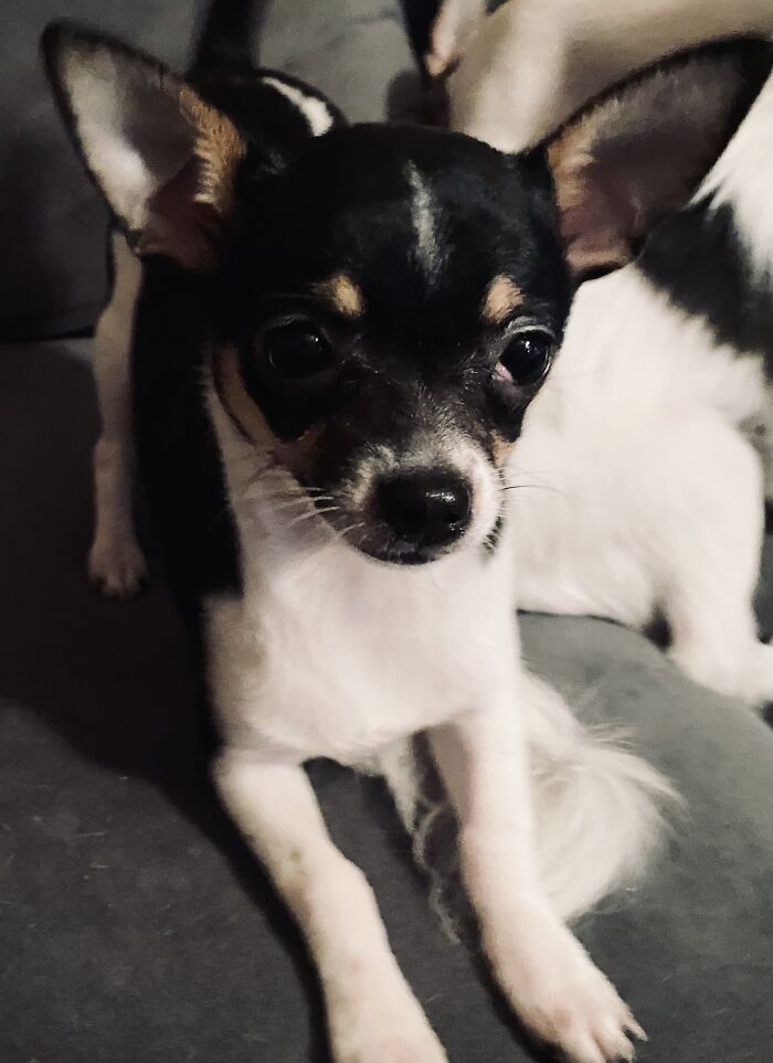 Life Of A Crazy Chihuahua Mama (35 Pics)