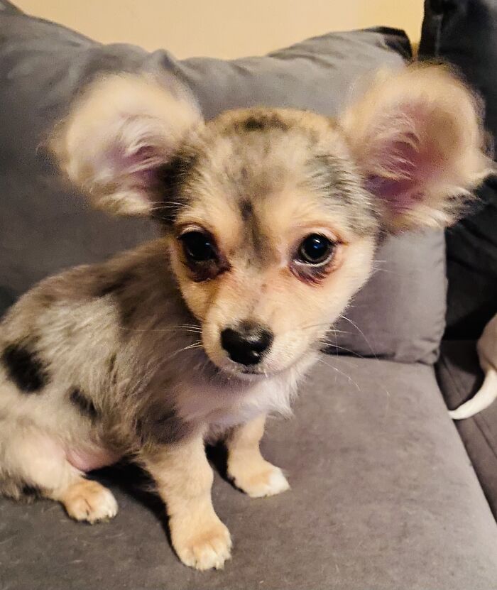 Life Of A Crazy Chihuahua Mama (35 Pics)