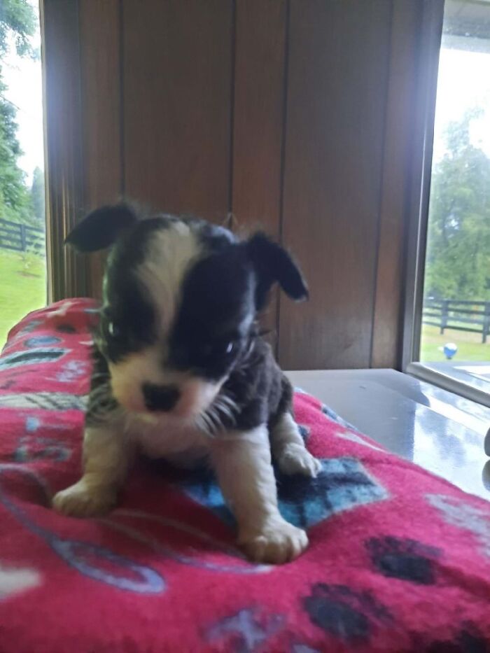 Life Of A Crazy Chihuahua Mama (35 Pics)