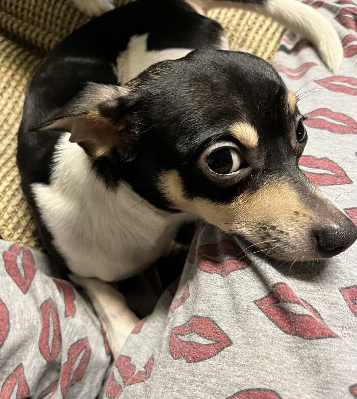 Life Of A Crazy Chihuahua Mama (35 Pics)