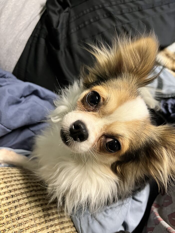 Life Of A Crazy Chihuahua Mama (35 Pics)