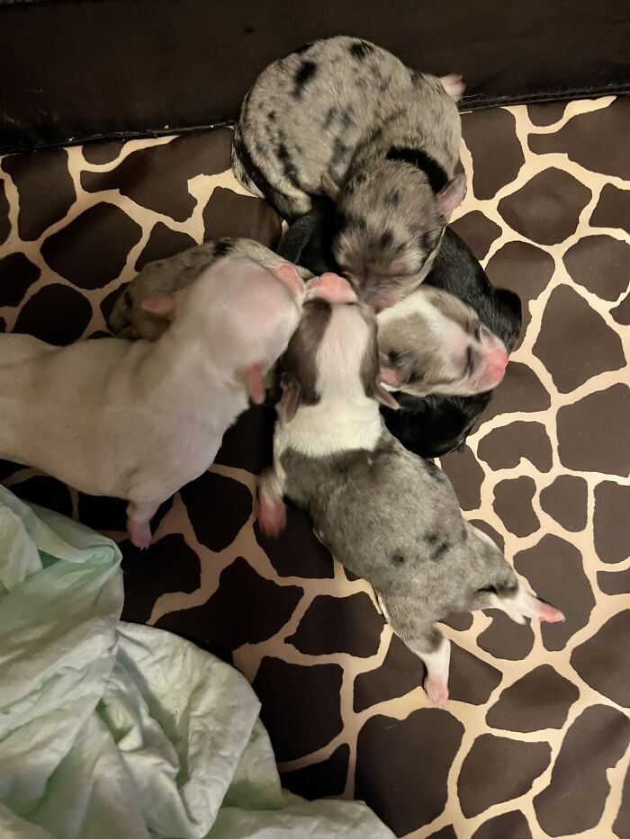 Life Of A Crazy Chihuahua Mama (35 Pics)