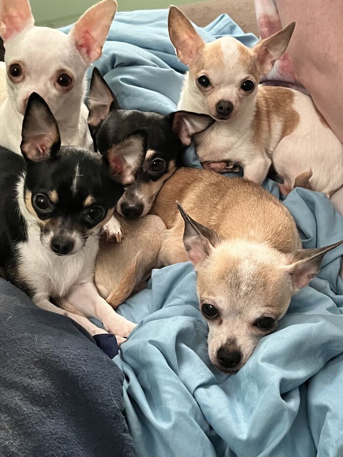 Life Of A Crazy Chihuahua Mama (35 Pics)