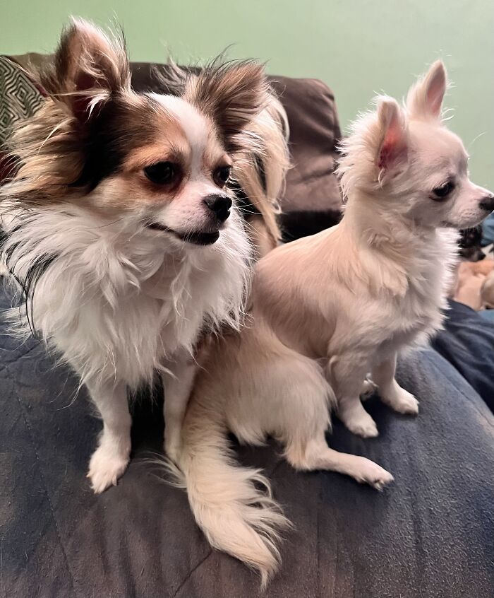 Life Of A Crazy Chihuahua Mama (35 Pics)