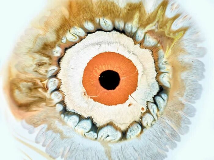 Hypnotic image of ink and water creating a pattern that resembles a human eye with intricate details and colors.