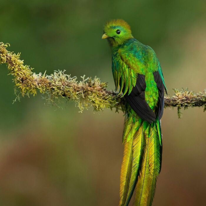 Vibrant green bird perched on mossy branch showcasing stunning wildlife captured by photographer around the world.
