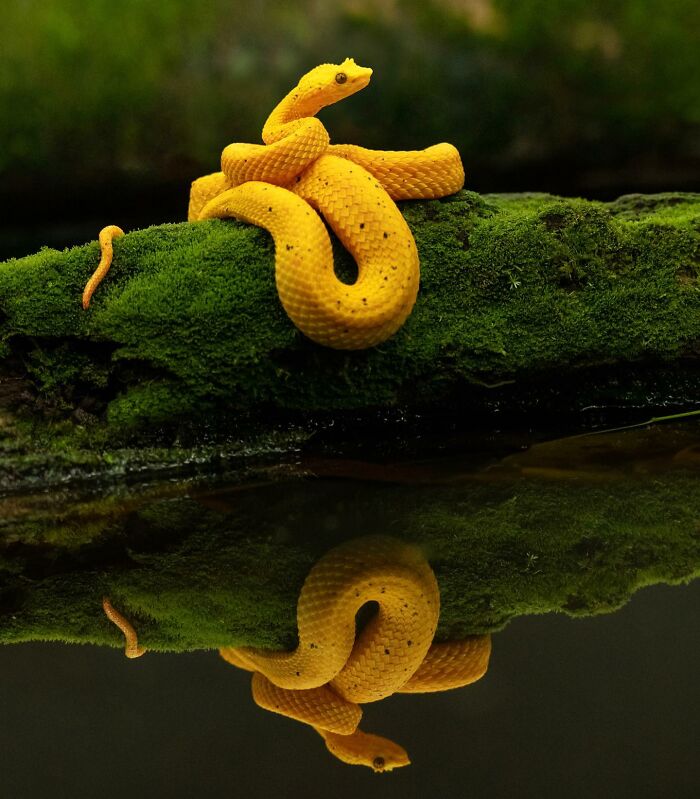 Bright yellow snake resting on mossy log with reflection in water, showcasing stunning wildlife photography.