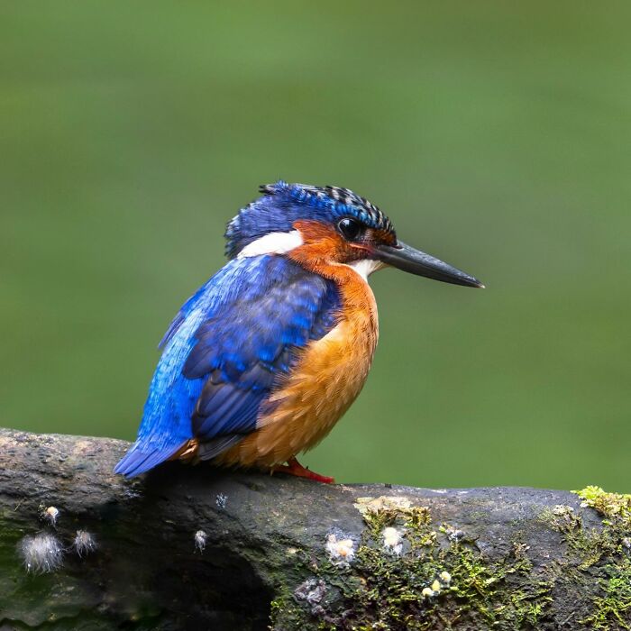 Colorful kingfisher perched on a mossy branch in a natural setting, showcasing stunning wildlife photography.