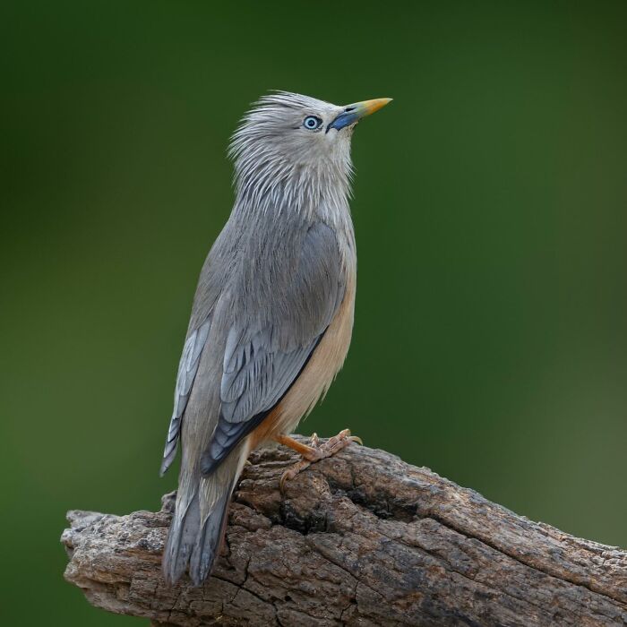 Close-up of a wild bird perched on a branch showcasing stunning wildlife photography in natural green background.