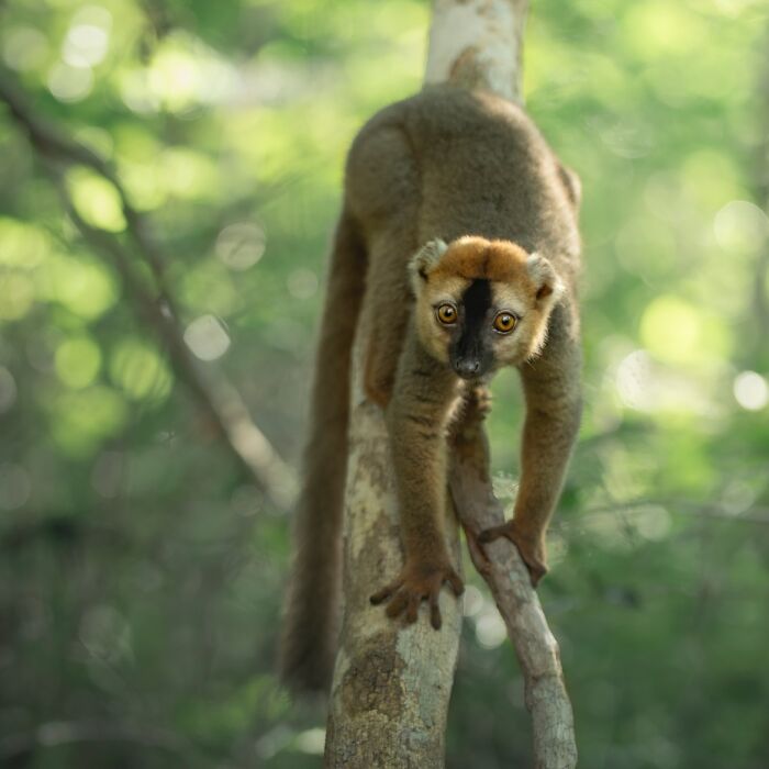 Brown lemur climbing a tree in forest, showcasing stunning wildlife in a natural habitat in vibrant green surroundings.