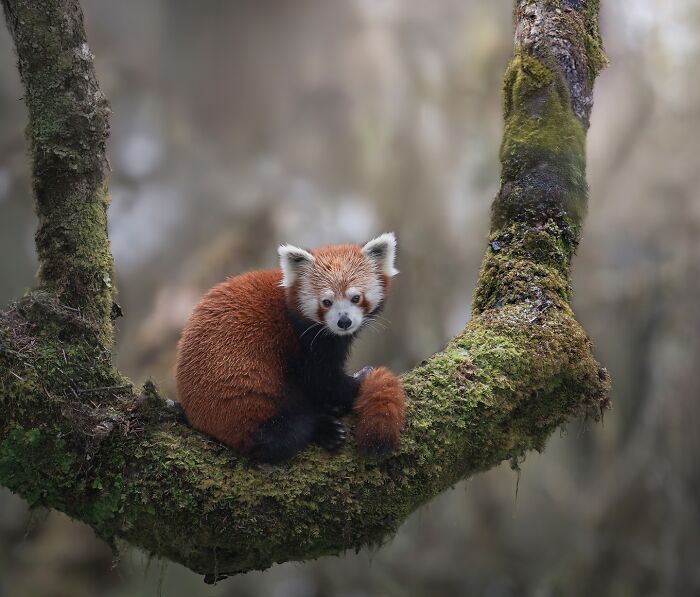 Red panda sitting on a moss-covered tree branch, captured in a stunning wildlife photograph by a traveling photographer.