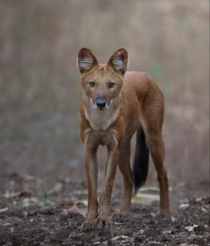 Wildlife photo of a dhole standing in natural habitat captured by a photographer traveling around the world.
