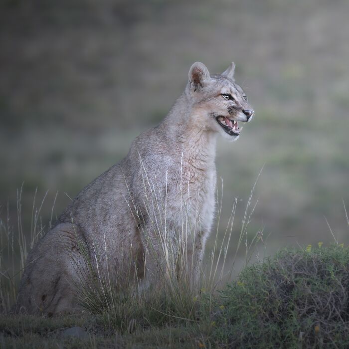 Mountain lion sitting in grassy wildlife habitat captured by a photographer traveling the world for stunning wildlife shots