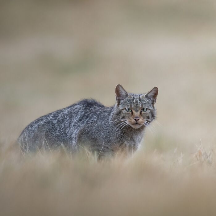 Wildlife photograph of a gray wildcat standing in tall grass with a blurred natural background.