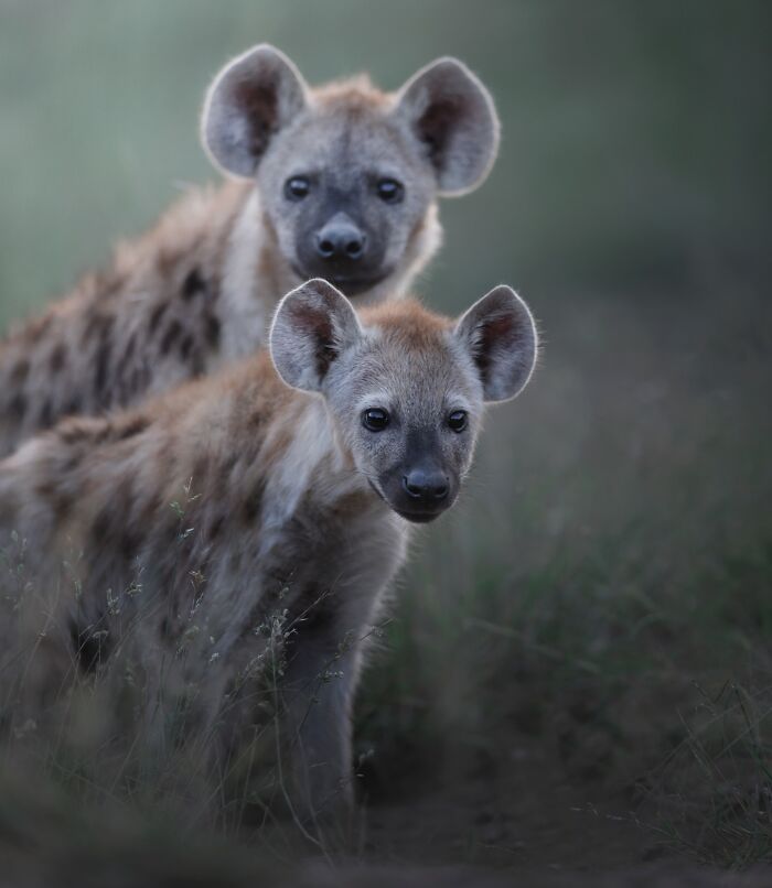 Two spotted hyenas in grass captured in stunning wildlife photography showcasing animals in their natural habitat.