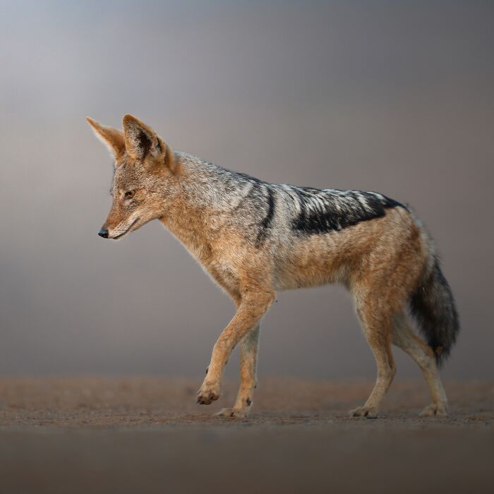 Wildlife shot of a side profile jackal walking on sandy ground in a natural habitat with a blurred background.