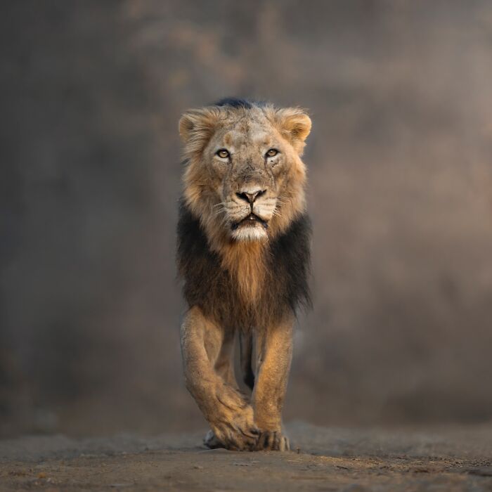 Close-up of a majestic lion walking in natural habitat captured by wildlife photographer traveling the world.