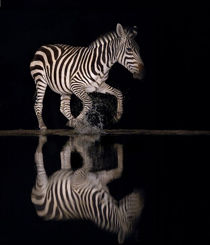 Zebra moving through water at night with clear reflection, captured in stunning wildlife photography.