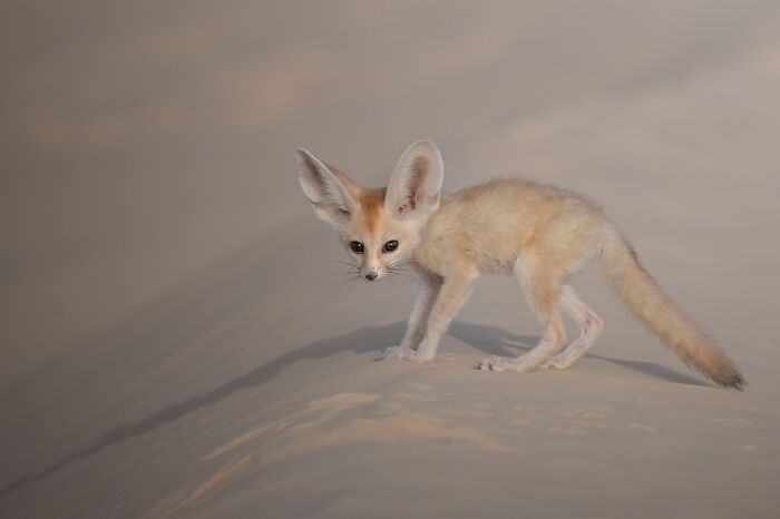 Fennec fox with large ears standing on sand in a desert, part of stunning wildlife photography around the world.