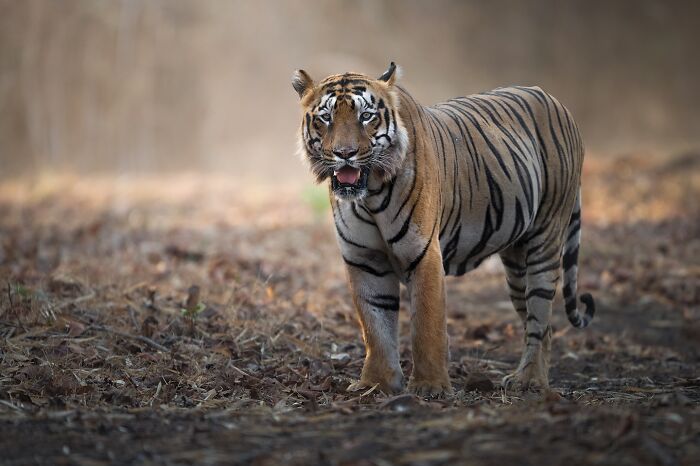 Tiger walking in dry forest landscape, showcasing stunning wildlife captured by a photographer traveling around the world.