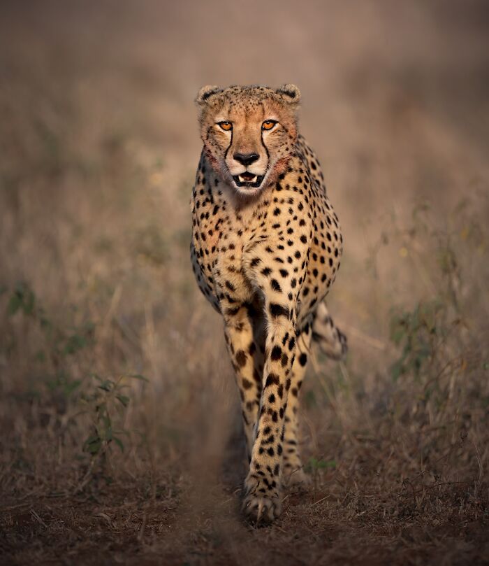 Cheetah walking through tall grass captured in stunning wildlife photograph by a traveling photographer.