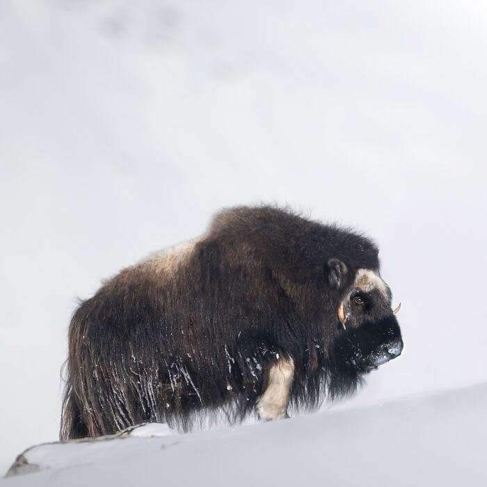 Musk ox standing on snowy terrain captured in a stunning wildlife photograph by a photographer traveling the world.