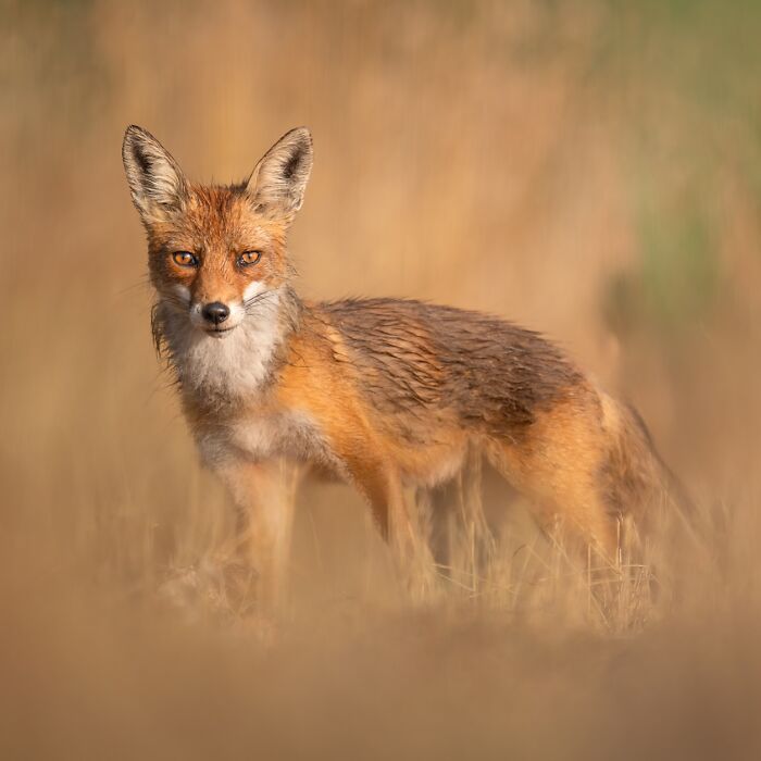 Red fox standing alert in tall grass captured in a stunning wildlife photo showcasing nature's beauty.