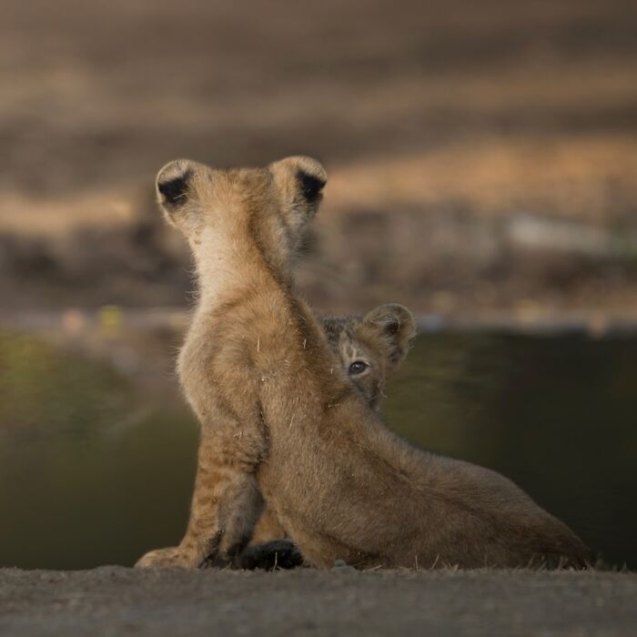Two young lion cubs resting near a waterhole captured in stunning wildlife photography around the world.