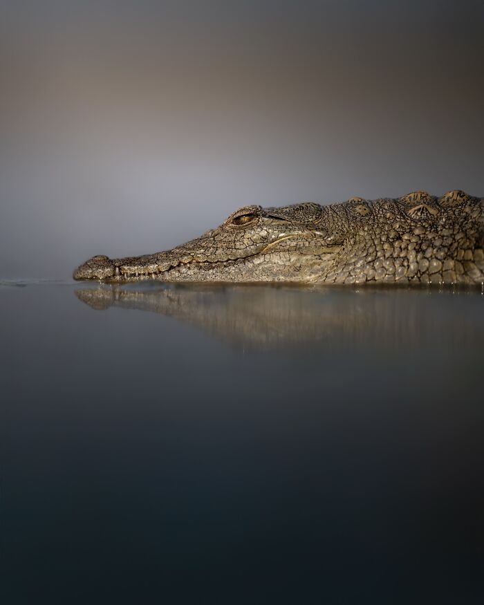 Close-up shot of a crocodile partially submerged in water, showcasing stunning wildlife in natural habitat.