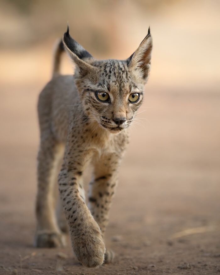 Young wild lynx walking on dirt ground, captured in a stunning wildlife photograph showcasing natural animal behavior.