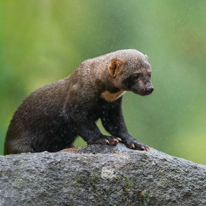 Wildlife captured in natural habitat, showing a small mammal perched on a rock in rainy conditions, stunning wildlife shot.