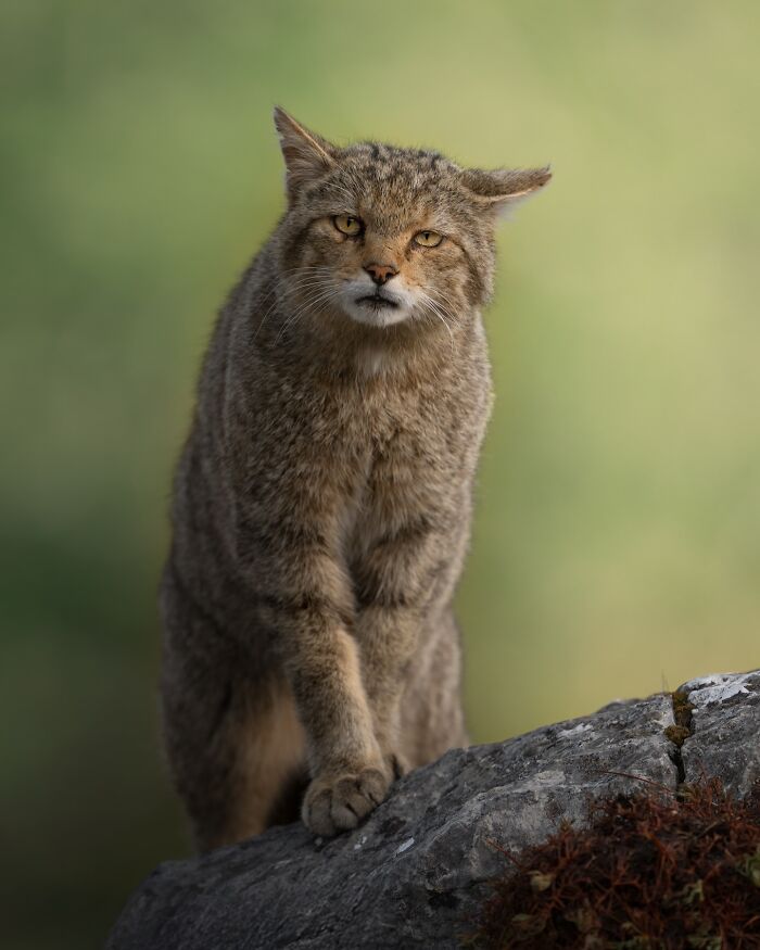 Wildlife close-up of a wild cat standing on a rock, captured by a photographer traveling around the world.