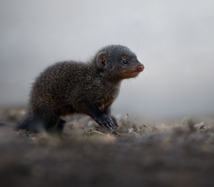 Young mongoose walking on earthy ground, captured in a stunning wildlife photo by a photographer traveling the world.