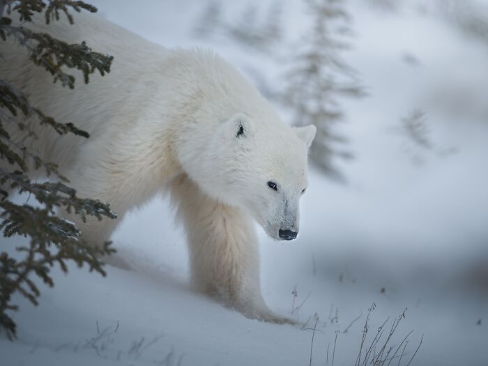 Polar bear in snowy wilderness captured in stunning wildlife photography during a global journey to photograph animals.