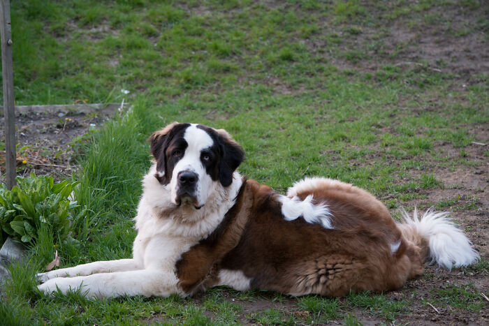 Aspen. We Lost Her To Cancer A Year Ago. She Was Such A Beautiflul And Gentle Giant